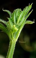  Stem angles, margin of leaf and midrib abaxially retrosely aculeate